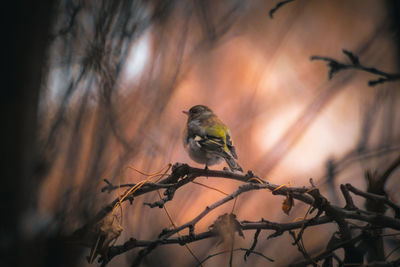 Low angle view of bird perching on branch