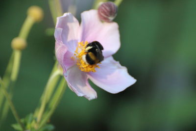 Close-up of bee pollinating on flower