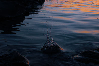 High angle view of swimming in lake