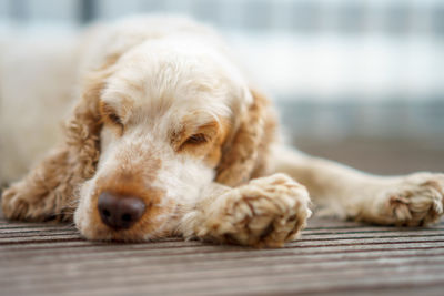 Close-up of dog relaxing outdoors