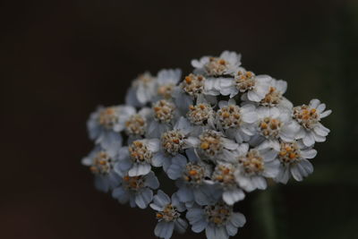 Close-up of white cherry blossom against black background