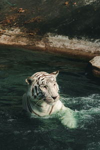 Tiger in a zoo