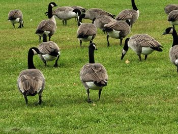 Flock of birds on field