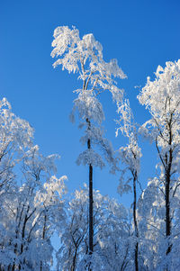 Low angle view of frozen tree against clear blue sky