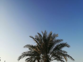 Low angle view of coconut palm tree against clear blue sky