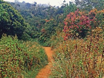 Footpath amidst trees