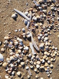 High angle view of shells on beach