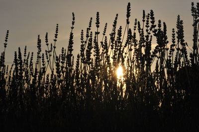 Close-up of silhouette plants during sunset