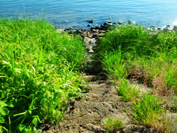 Plants growing in water