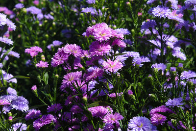 Close-up of purple flowering plants in park