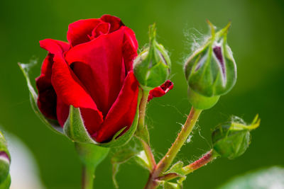 Close-up of red rose