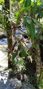 View of a tree