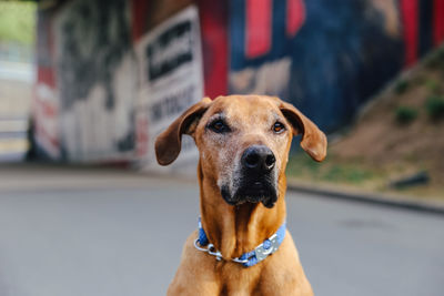 Close-up portrait of a dog