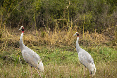 View of birds on grass