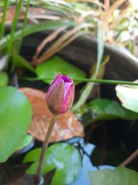 Close-up of pink lotus water lily