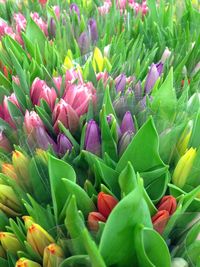 Close-up of pink flowers