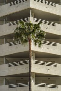 Low angle view of palm tree by building