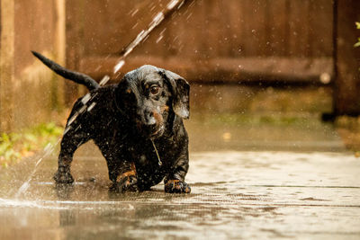 Portrait of dog in water