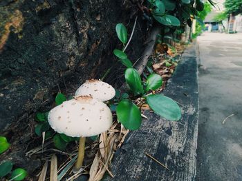 High angle view of mushrooms growing on wood