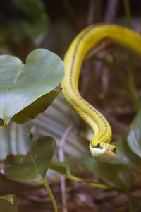 Close-up of yellow snake on plant