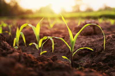 Close-up of crop growing on field