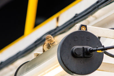 Birds on Boats