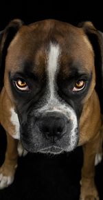 Close-up portrait of black dog