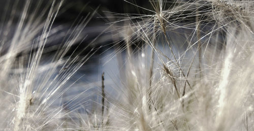 Close-up of plant