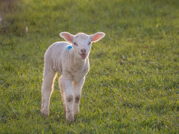 Portrait of sheep standing in field