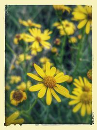 Close-up of yellow flower