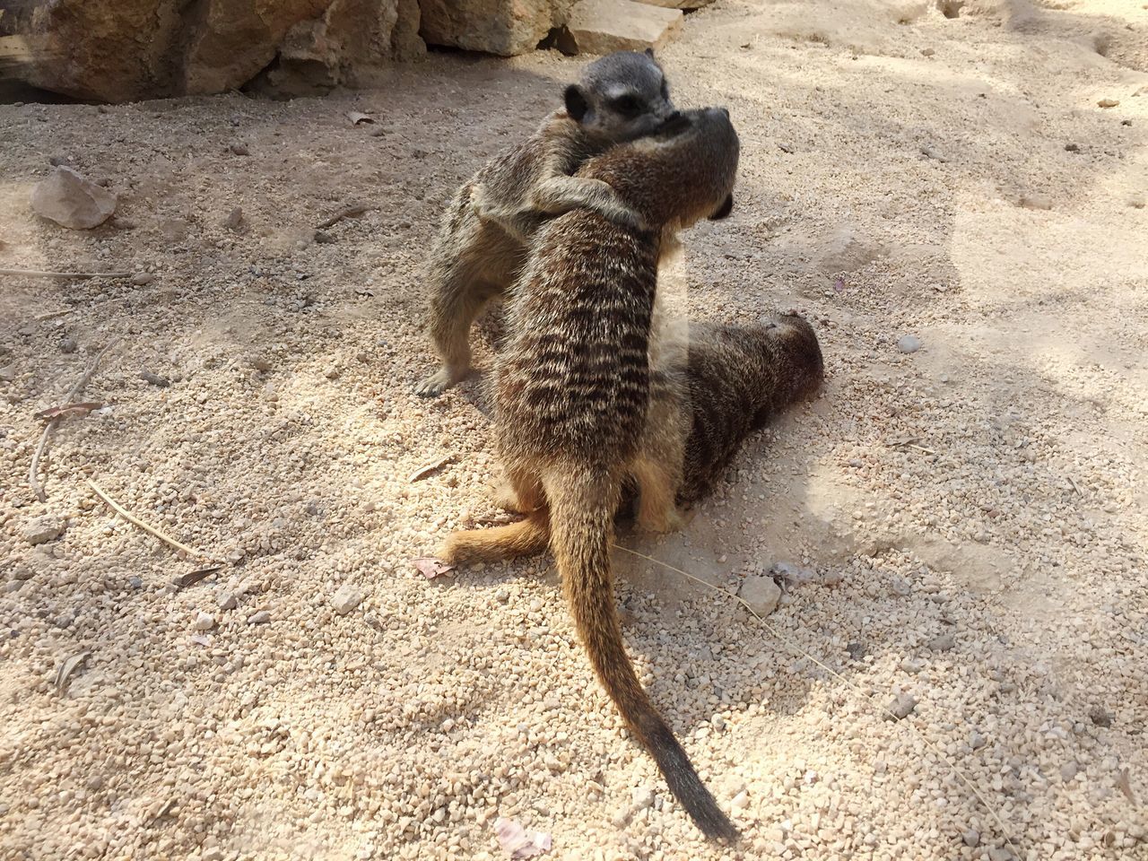 HIGH ANGLE VIEW OF SQUIRREL ON SAND