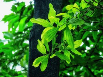 Close-up of leaves