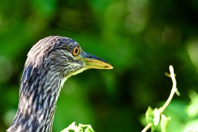 Close-up of a bird