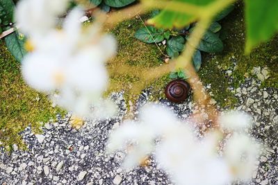 High angle view of caterpillar on plant