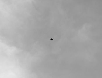 Low angle view of bird flying in sky