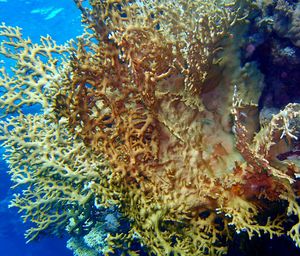 Coral underwater