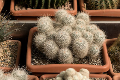 Mammillaria cactus in flower pot among other cacti, natural background