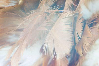 Close-up of white feather