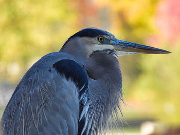 Close-up of a bird looking away