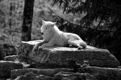 Wolf looking away sitting on rock