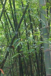 Close-up of bamboo trees in forest