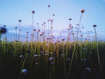 Close-up of flowering plants on field against sky