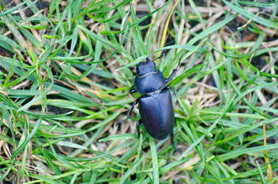 High angle view of insect on grass