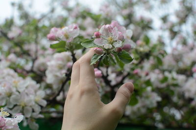 Close-up of hand holding flowering plant