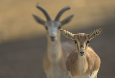 Portrait of deer standing outdoors