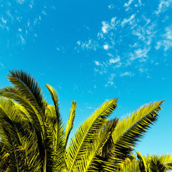 Tropical minimal. palm leaf.