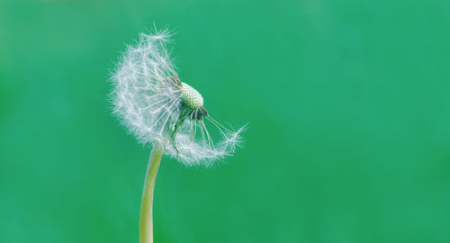 Close-up of dandelion on green leaf