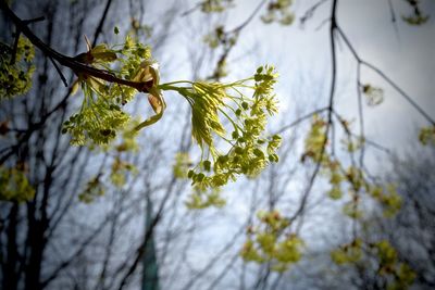 Close-up of leaves on branch