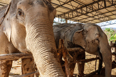 Close-up of elephant standing outdoors