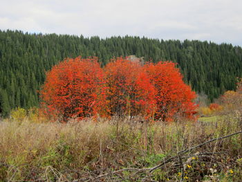 Scenic view of trees in forest against sky during autumn
